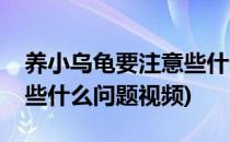 养小乌龟要注意些什么问题(养小乌龟要注意些什么问题视频)