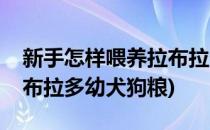 新手怎样喂养拉布拉多幼犬(新手怎样喂养拉布拉多幼犬狗粮)