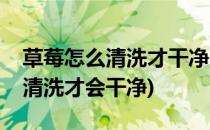 草莓怎么清洗才干净又不会洗坏(草莓要怎么清洗才会干净)