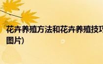 花卉养殖方法和花卉养殖技巧(花卉养殖方法和花卉养殖技巧图片)