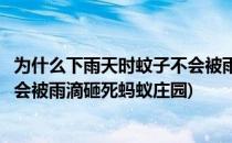 为什么下雨天时蚊子不会被雨滴砸死(为什么下雨天时蚊子不会被雨滴砸死蚂蚁庄园)