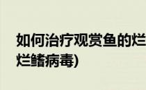 如何治疗观赏鱼的烂鳍病(如何治疗观赏鱼的烂鳍病毒)