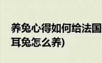 养兔心得如何给法国垂耳兔子洗耳朵(法国垂耳兔怎么养)