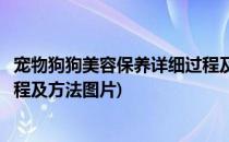 宠物狗狗美容保养详细过程及方法(宠物狗狗美容保养详细过程及方法图片)