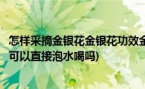 怎样采摘金银花金银花功效金银花怎样泡水喝(采摘的金银花可以直接泡水喝吗)