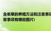 含羞草的养殖方法和注意事项有哪些(含羞草的养殖方法和注意事项有哪些图片)