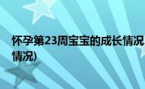 怀孕第23周宝宝的成长情况、发育情况(怀孕23周胎儿发育情况)