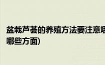 盆栽芦荟的养殖方法要注意哪些(盆栽芦荟的养殖方法要注意哪些方面)