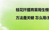 桂花扦插育苗用生根粉效果好|方法是关键 怎么用(桂花移栽用生根粉吗)