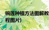 碗莲种植方法图解教程(碗莲种植方法图解教程图片)