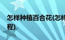 怎样种植百合花(怎样种植百合花种球视频教程)