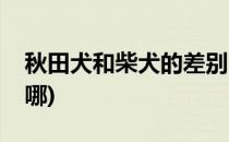 秋田犬和柴犬的差别(秋田犬和柴犬的差别在哪)