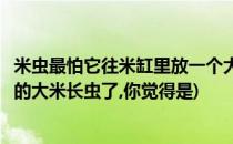 米虫最怕它往米缸里放一个大米再也不会生虫(家里米缸里面的大米长虫了,你觉得是)