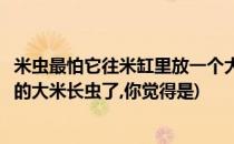 米虫最怕它往米缸里放一个大米再也不会生虫(家里米缸里面的大米长虫了,你觉得是)