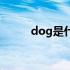 dog是什么意思 BOG是什么意思