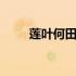 莲叶何田田的正确理解 莲叶何田田