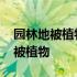 园林地被植物花国内外主要研究方向 园林地被植物