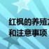 红枫的养殖方法和注意哪些 红枫的养殖方法和注意事项