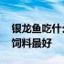 银龙鱼吃什么饲料最好长得快 银龙鱼吃什么饲料最好