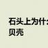 石头上为什么会有贝壳呢 石头上为什么会有贝壳