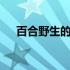 百合野生的好还是家种的好 百合野もも