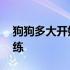 狗狗多大开始训练比较容易 狗狗多大开始训练