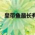 皇带鱼最长有多长（巨型皇带鱼有多长呢）