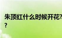 朱顶红什么时候开花?什么样的?平时怎么照顾?