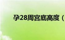 孕28周宫底高度（孕28周是几个月）