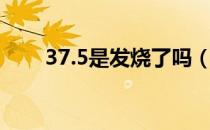 37.5是发烧了吗（37.5属于发烧吗）