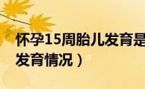 怀孕15周胎儿发育是什么样（怀孕15周胎儿发育情况）