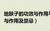 地肤子的功效与作用与副作用（地肤子的功效与作用及禁忌）