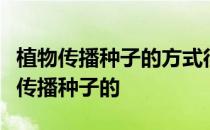 植物传播种子的方式很多凤仙花主要是靠什么传播种子的