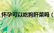 怀孕可以吃狗肝菜吗（怀孕可以吃狗肉吗吗）